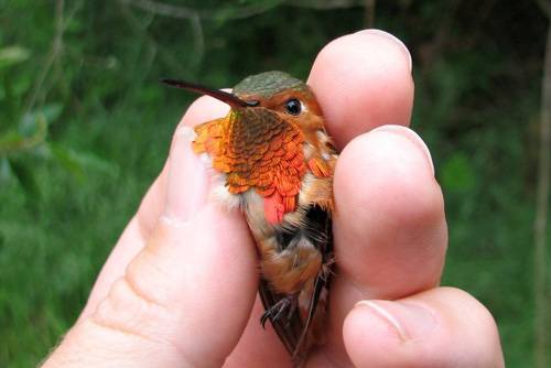 Интересное о колибри | Пикабу