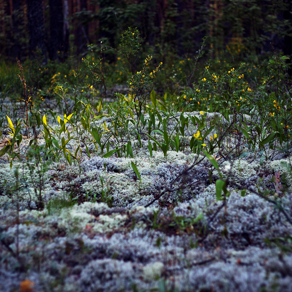 Lilies of the valley are buried in deer moss - My, The photo, Forest, Lilies of the valley, Canon