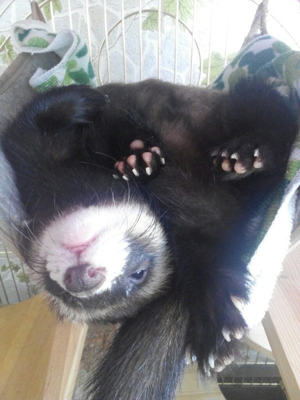 The main thing is convenience. In general, scratch my belly - My, Milota, Ferret, Hammock, Relaxation