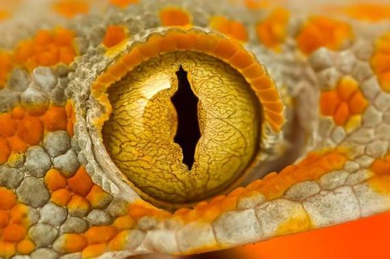 Eyes of reptiles and amphibians. - The photo, Eyes, Reptiles, Zanamiclub, Longpost