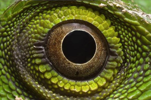 Eyes of reptiles and amphibians. - The photo, Eyes, Reptiles, Zanamiclub, Longpost