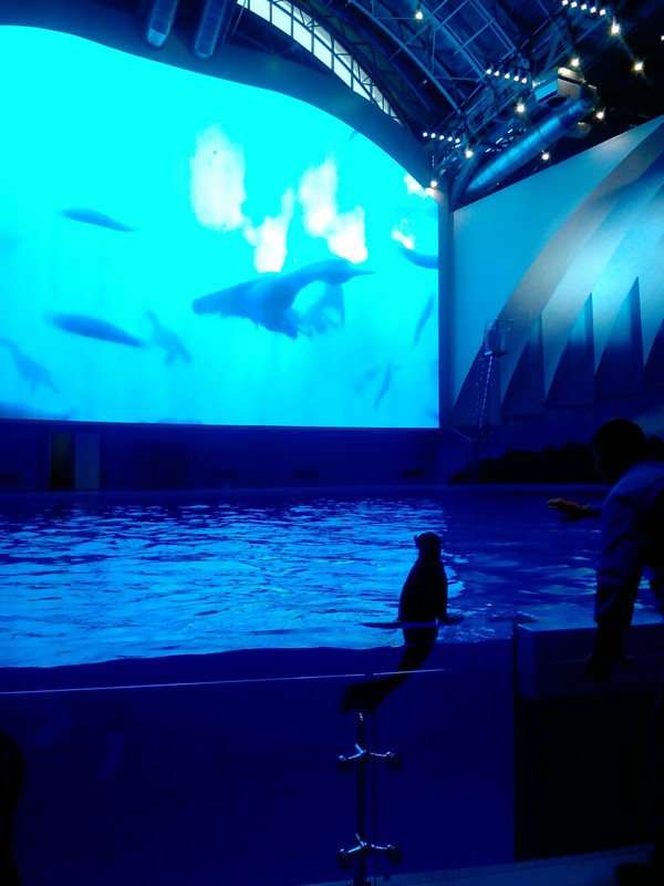 The situation in the Primorsky Aquarium - My, Oceanarium, Vladivostok
