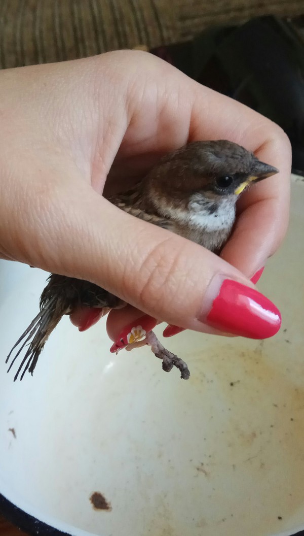 Pikabutyans, help!!! We just walked on the lawn with a dog and found such a small miracle - Sparrow, My, Help