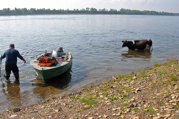 The bullfighter is in trouble... - My, The photo, Bullfight, Fishermen, River, Cow