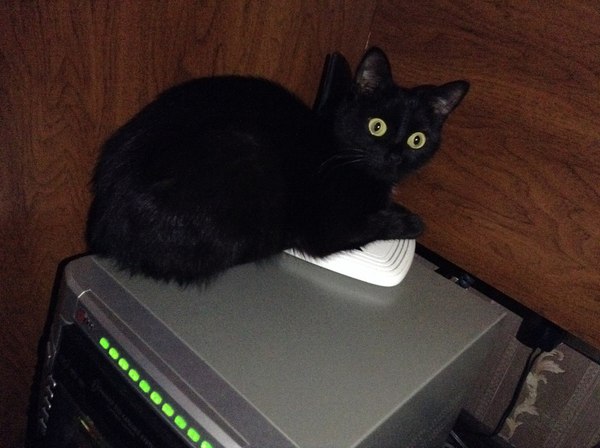 Why is my Wi-Fi stupid ..? - My, cat, Impudence, Router, The photo