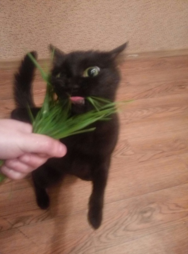 When she is not happy :D where is the meat? - My, cat, Grass, Vegetarianism, 