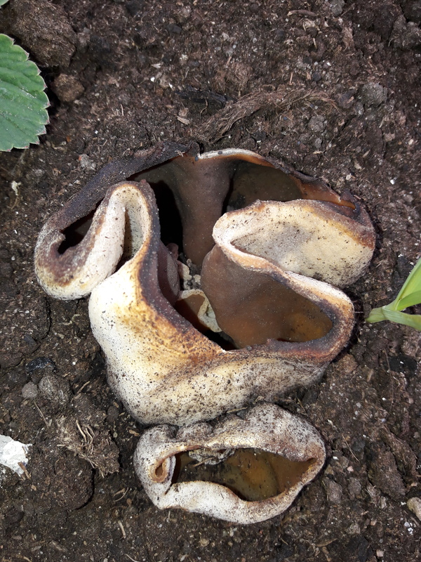 Help determine what kind of mushrooms grew in a flower bed? - Mushrooms, My, Gardening, Dacha