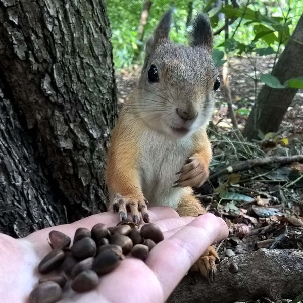 Squirrel - Animals, Squirrel, Squirrel