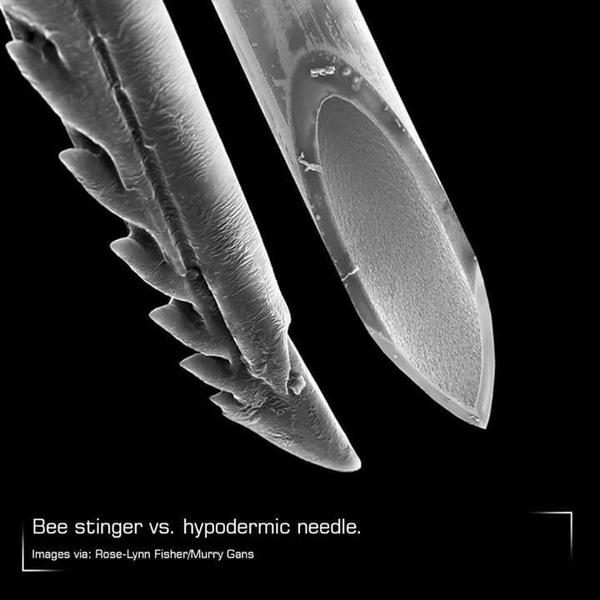 Bee sting and hypodermic needle - Sting, Bees, Syringe, Needle, Comparison, Macro photography