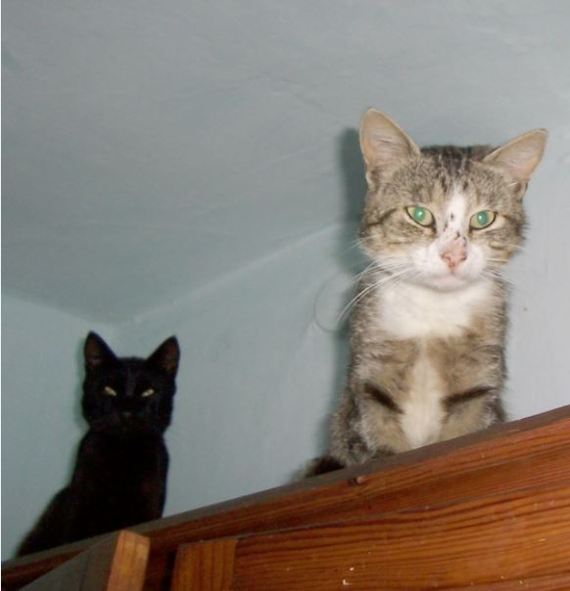 Dug up an old photo. Murzik and Vasily. - My, cat, Murzik