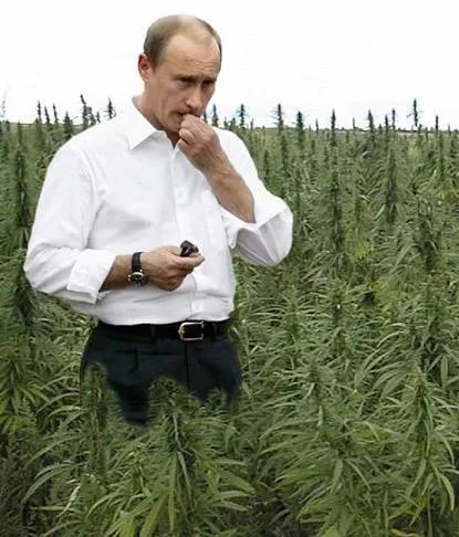 Grass is evil! Vodka is good! Boyarka - joy! - My, Marijuana, Miracle Herb, Grass, Grass