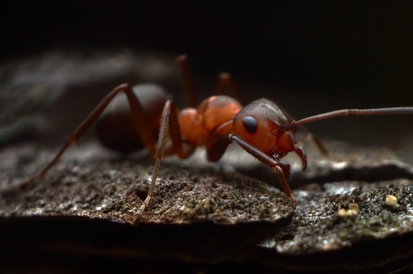 Series Little Folk - Macro photography, Macro, My, Longpost, Closeup