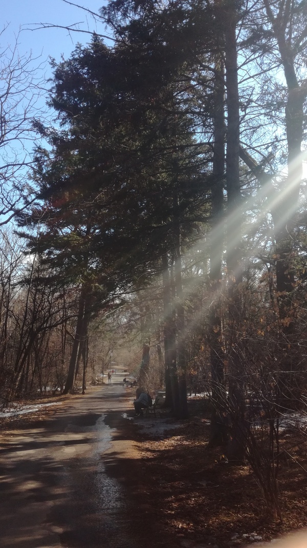 Arboretum of Khabarovsk - My, Arboretum, Khabarovsk, Tree, , The park, The photo, Road, Sidewalk, Beams