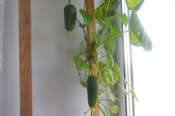 Cucumbers on the windowsill! - My, Cucumbers, On the windowsill, Windowsill