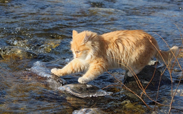 На речке - Кот, Котомафия, Река