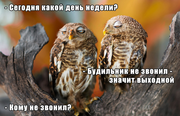 Day off - My, Picture with text, Owl, Weekend