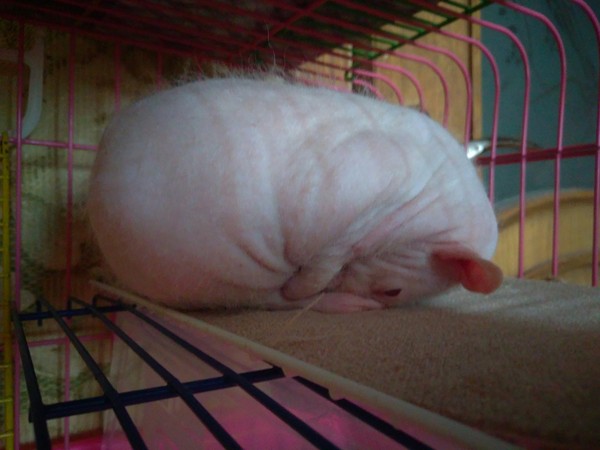 Нет, ему не плохо, ему так нравится :)