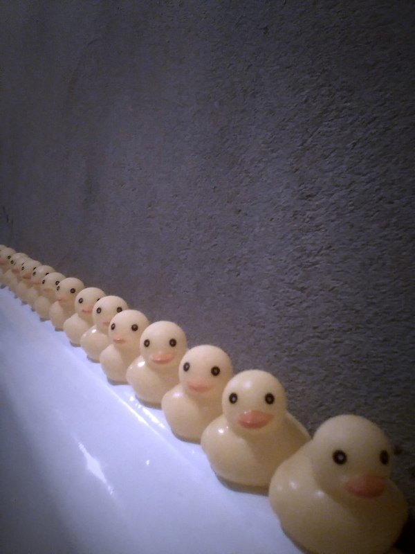 My duck army! - My, Duck, Army, Taking over the world, My