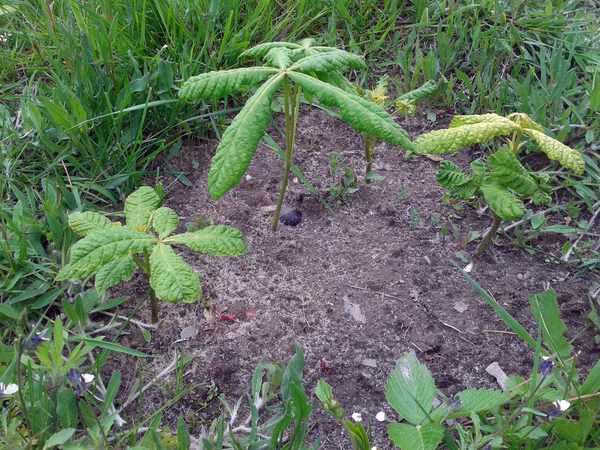 Chestnuts - Chestnut, Grows