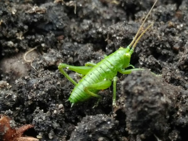 Grasshopper-cucumber. - My, In the grass Grasshopper sat, Dacha, Xiaomi