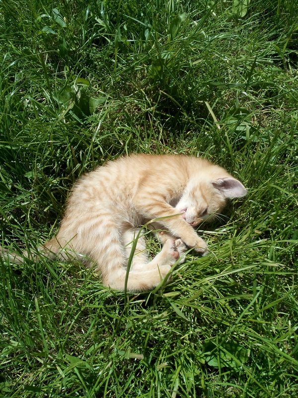 Cute saffron in your feed) - My, Milota, cat, , Grass