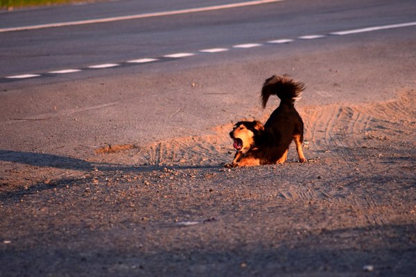 Beginner great - My, Dog, The photo, dawn