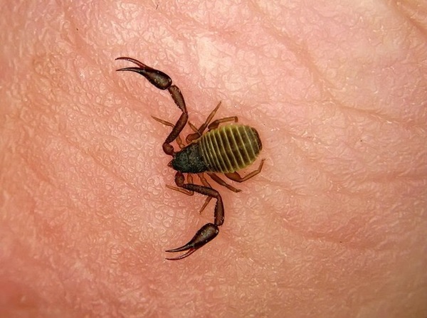 Наши невидимые соседи. Ложноскорпион, Ужас, Домашние твари, Соседи, Насекомые, Видео, Длиннопост, Вертикальное видео