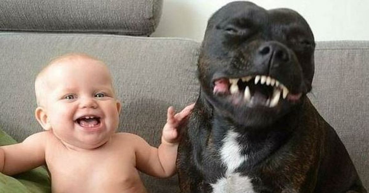 Смех ребенка видео. Смешные животные и дети до слёз. Животные смеются. Дети и животные приколы. Собака смеется.