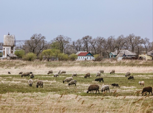 Поездка в деревню - Моё, Деревня, Приморский край, Дальний Восток, Животные, Длиннопост