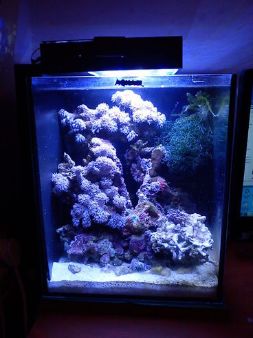 Launch of the marine nano-aquarium - My, Nanotechnology, Reef, Maritime, Aquarium, Longpost