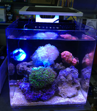 Launch of the marine nano-aquarium - My, Nanotechnology, Reef, Maritime, Aquarium, Longpost