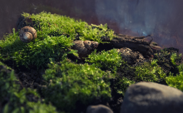 A small world on the windowsill - My, Moss, Snail, Vegetation, , Plants