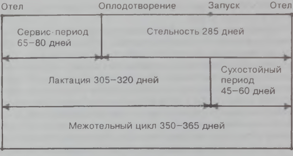 Схема осеменения крс