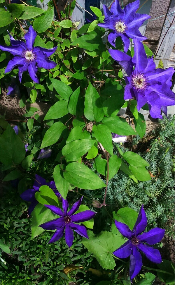 Clematis. - Summer, Flowers, Dacha