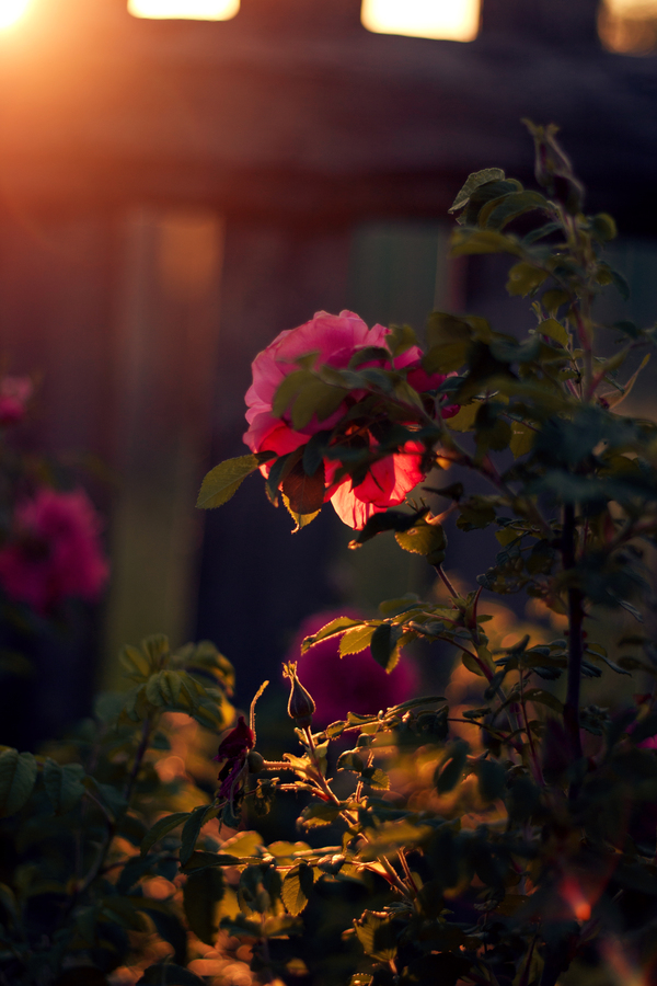 evening rose - My, the Rose, Sunset, Flowers, Canon