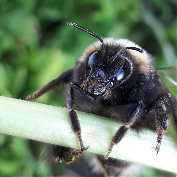 Furry bumblebee - My, Bumblebee, Nature, The photo