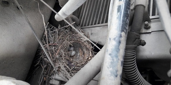 The bird laid eggs in a nest under the hood of KAMAZ (+ video) - Kamaz, Birds, Nest, news, Milota, Ornithology, Video