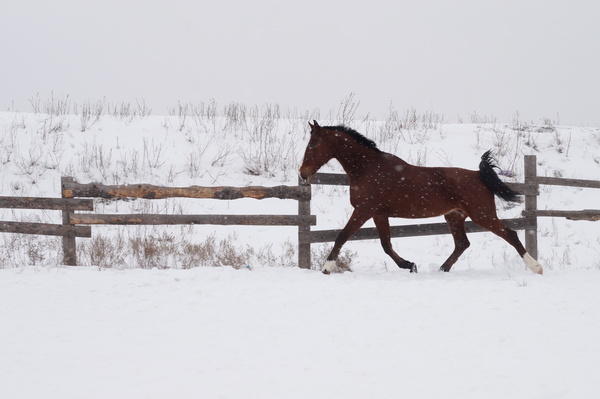 About tastes - Longpost, Preferences, Horses, Character, Horses, Observation, My