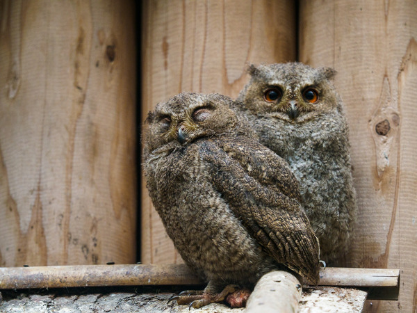Owls. - Owls, Owl, Birds, 