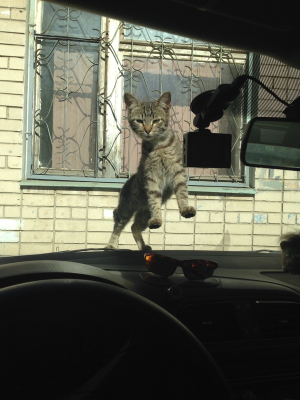 Curious - cat, Curiosity