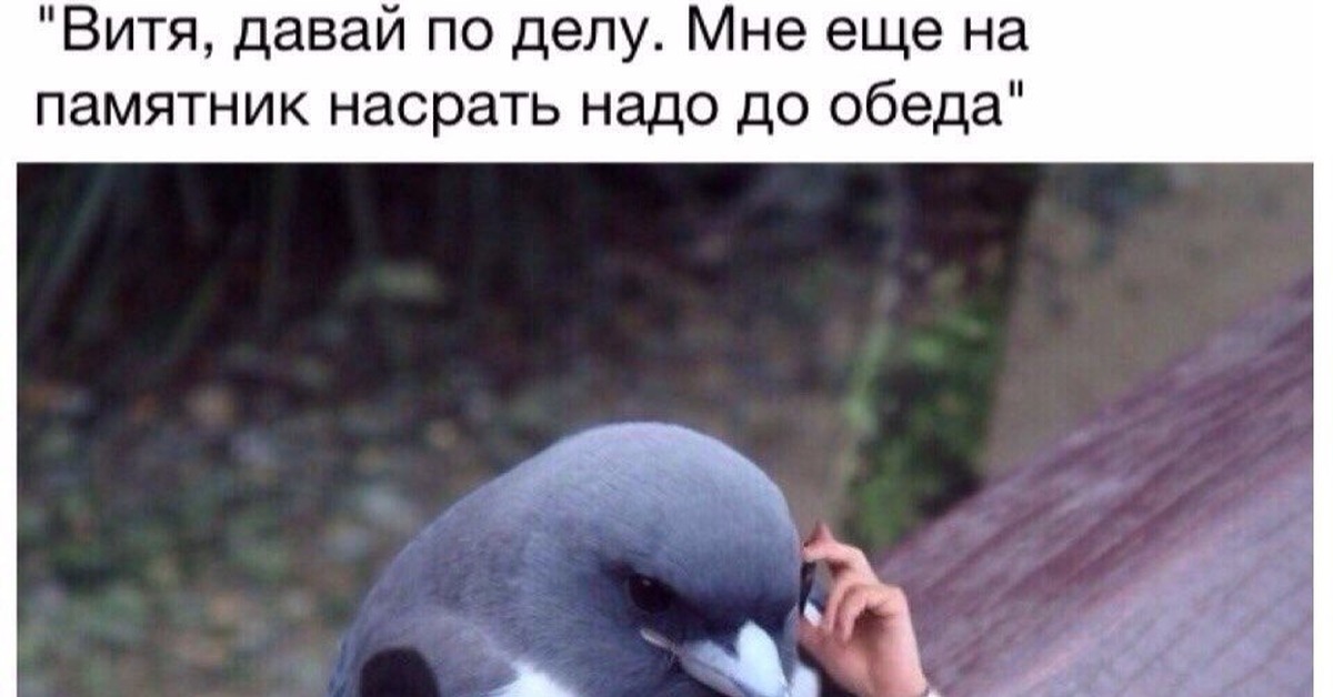 Давай поспорим что река станет морем кто исполнитель. Дай вите. Адвокат мем. Дай вите. Витя давай по делу голубь.