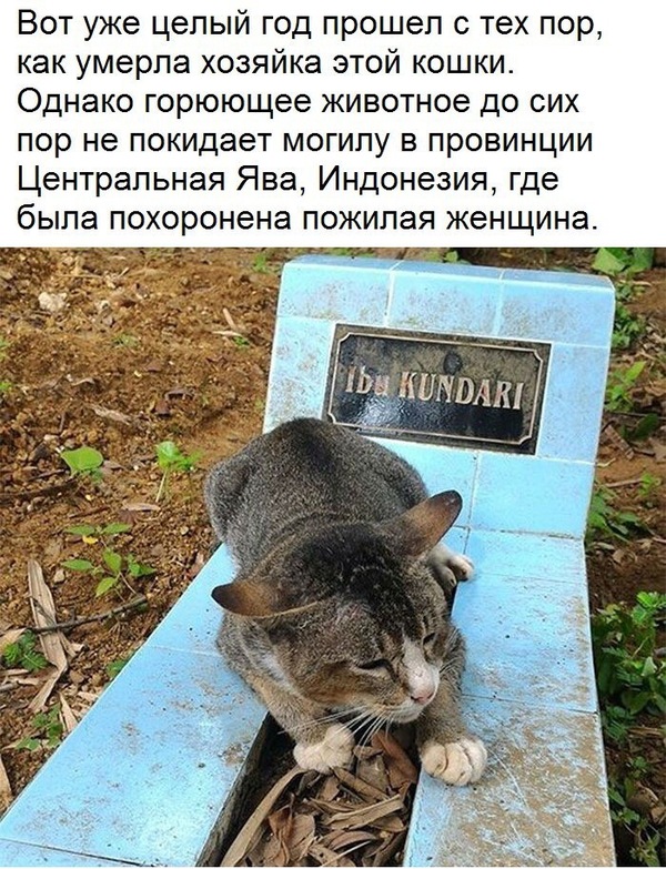 ���������� �����