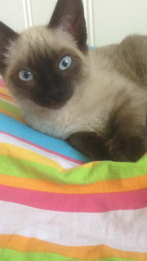 Алматы. Помогите пристроить котенка | Пикабу