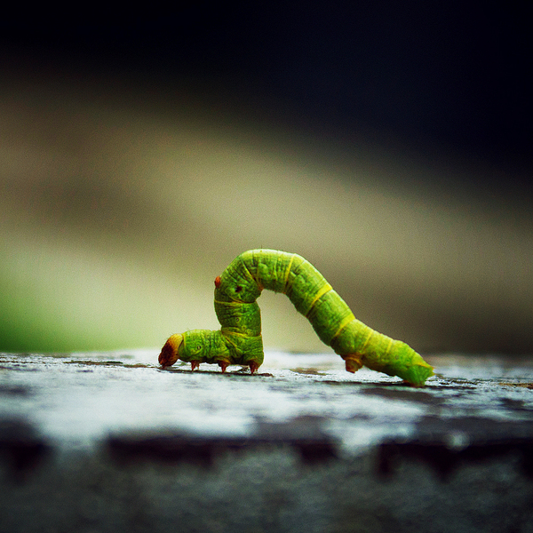 Green caterpillar Tamara - My, The photo, Pot-bellied trifle, Caterpillar, Canon, Hangover