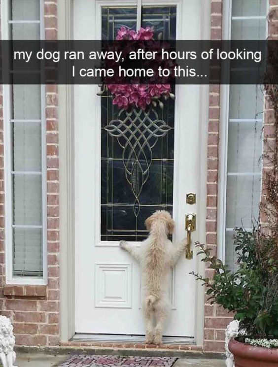 Hey, is there anyone at home? - Dog, Humor, Ran away, The escape