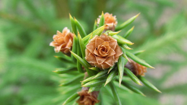 Roses on the tree. - My, The photo, Nature, the Rose, Christmas trees