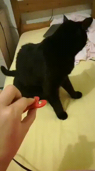 Cat.exe не отвечает - Кот, Спиннер, 9GAG, Гифка