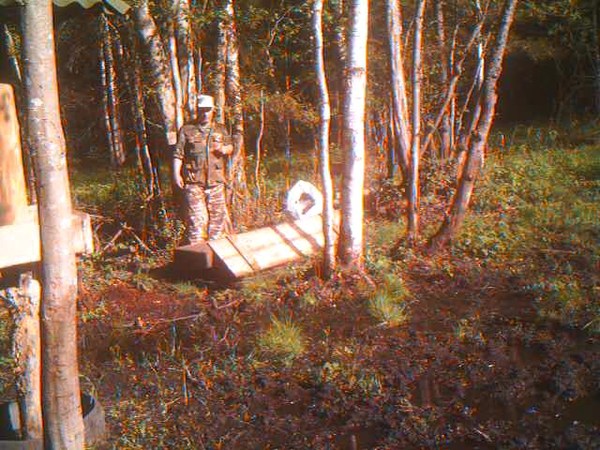 Медведь в лесу на подкормочной площадке