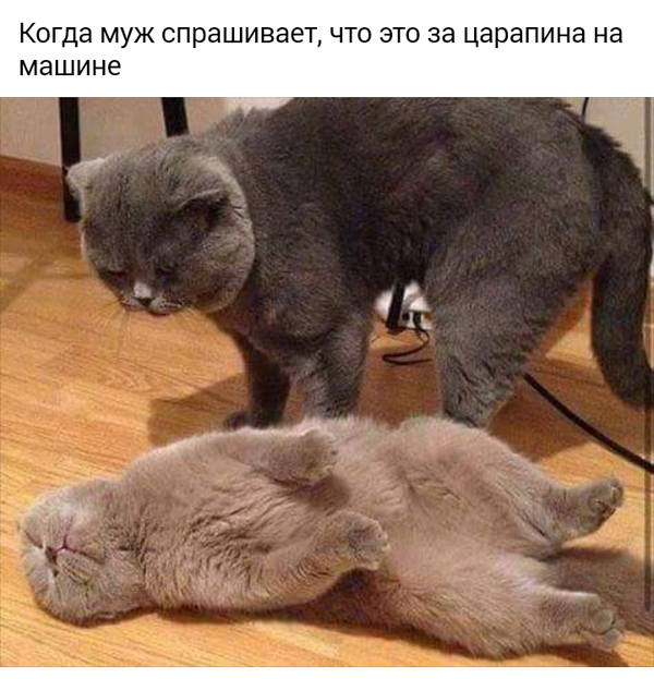 Спионерено из "Без кота и жизнь не та"