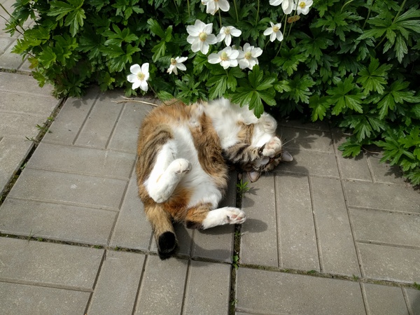 Spring came - My, cat, Spring, Belly